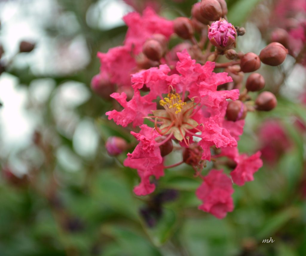 Tonto Crape Myrtle Lagerstroemia indica X fauiei