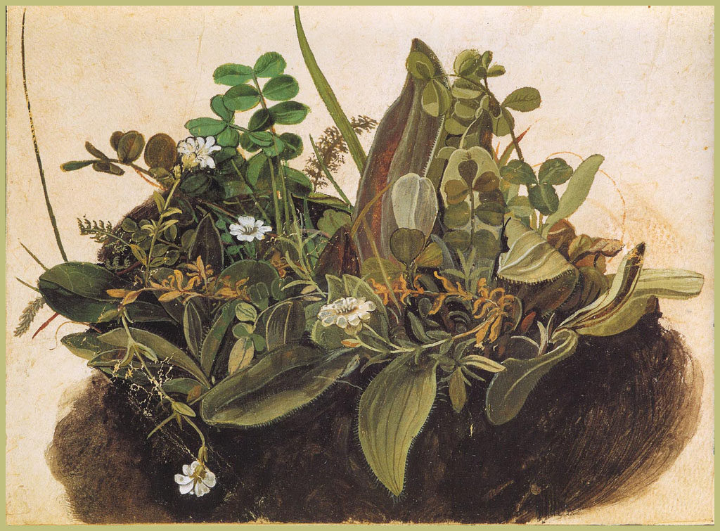 the-tuft-of-grass-minor-by-albrecht-durer