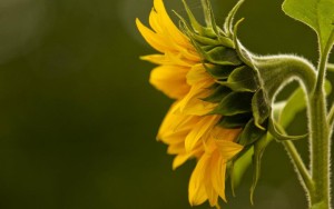 Beautiful flowers (21)