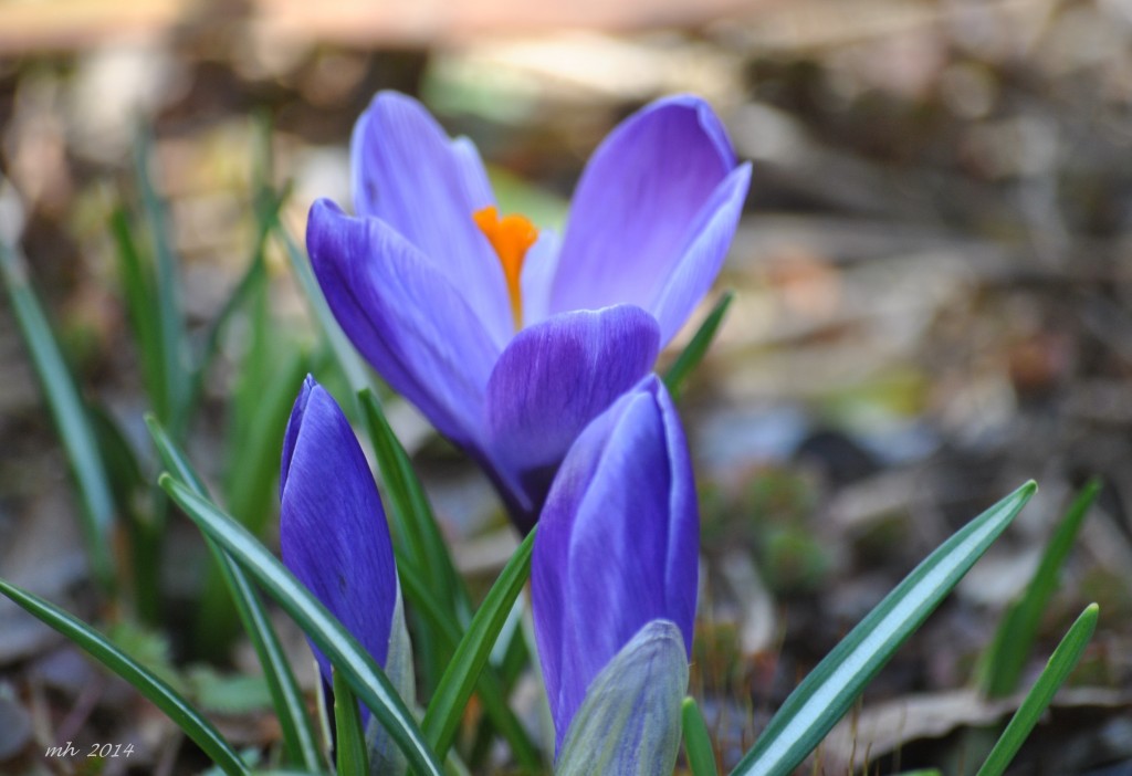 Crocus Feb 28 - 2014 (6)