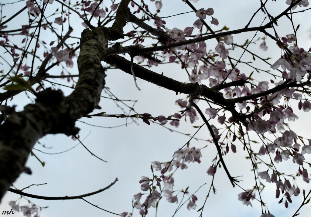 Hoa Anh đào 2014 (154)