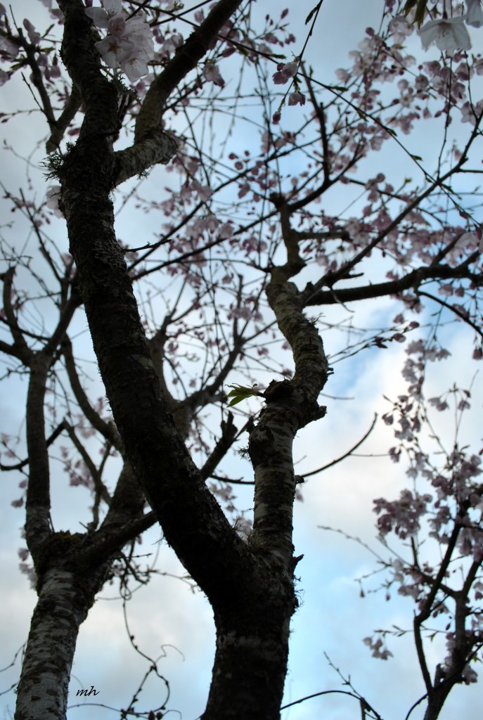 Hoa Anh đào 2014 (175a)