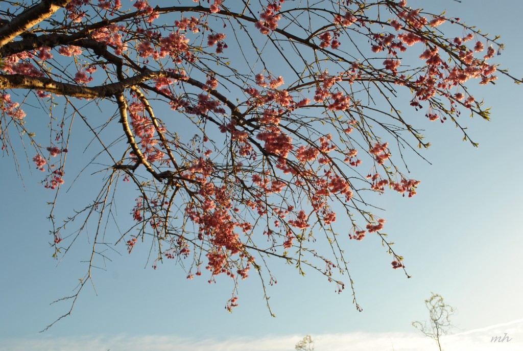 Drepping Cherry 2013 (4)