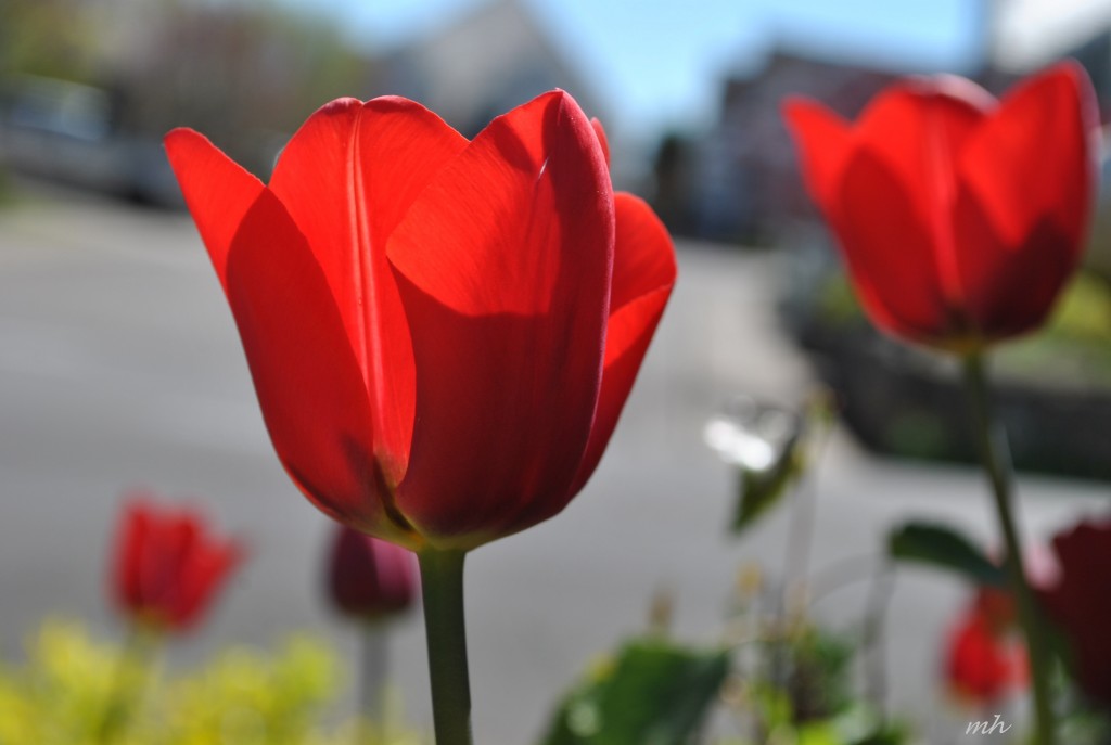 Tulip 2014 (2)