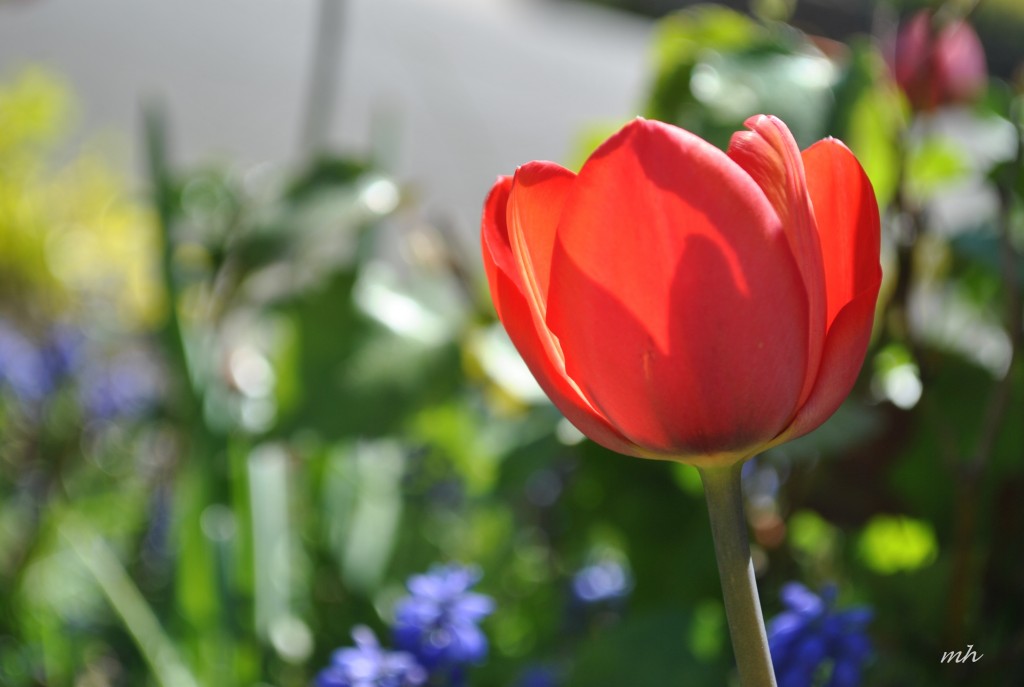 Tulip 2014 (4)
