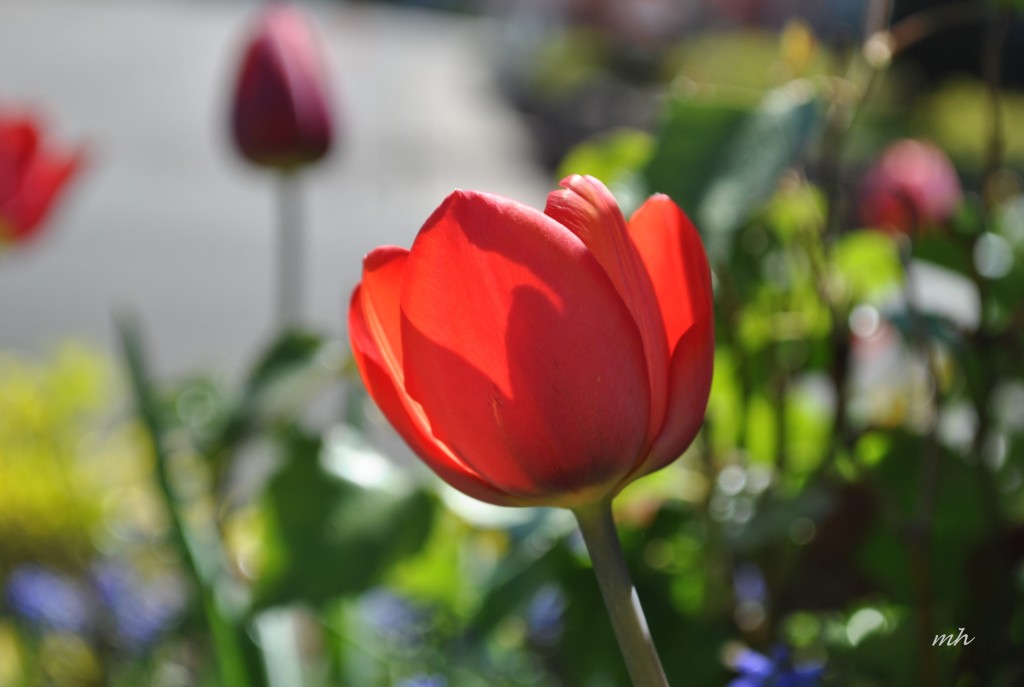 Tulip 2014 (5)