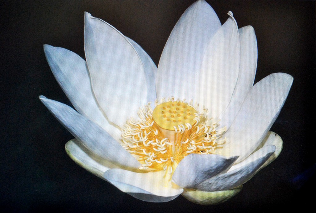 White Lotus (2)