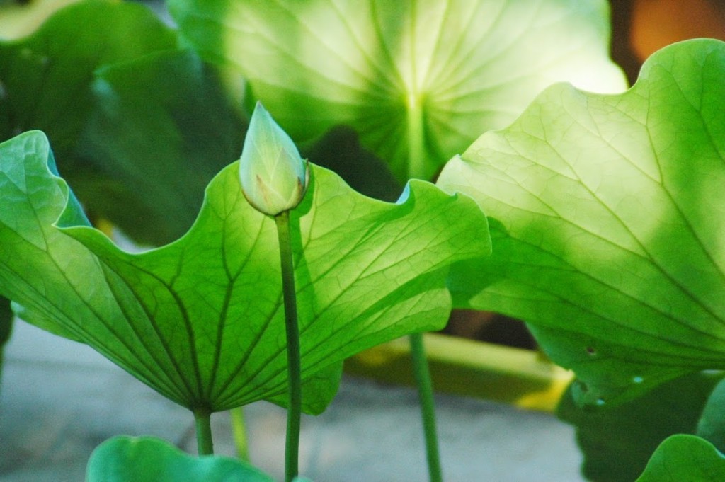 White Lotus at Buu Hung Temple 2014 (5)