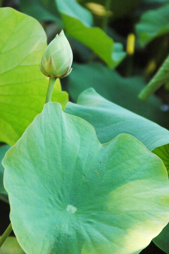 White Lotus at Buu Hung temple 2014 (2)