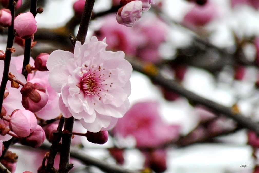 Cherry Blossoms 2015 (14)