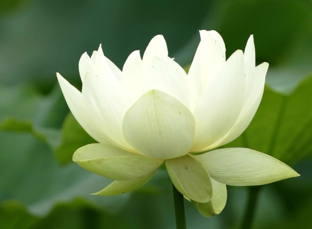 Flower (1194)