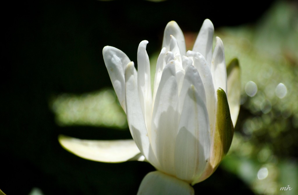 Water Lily July 2014. (15)