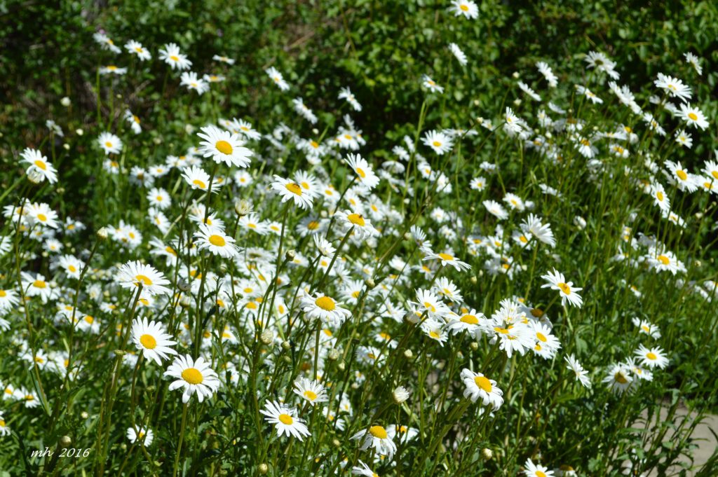 Chrysanthemum 2016 (4)