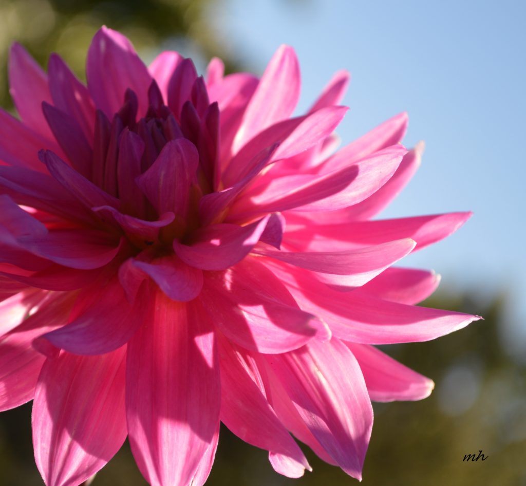 Dahlia 2016 -B-12