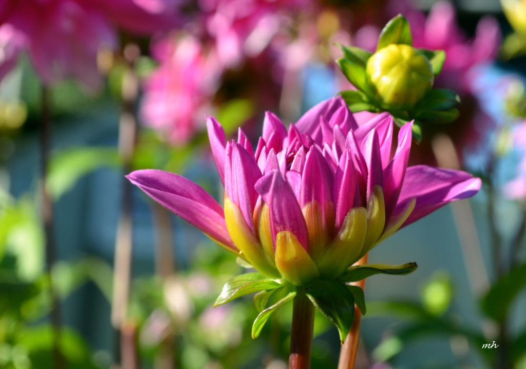 Dahlia 2016 -B-12a