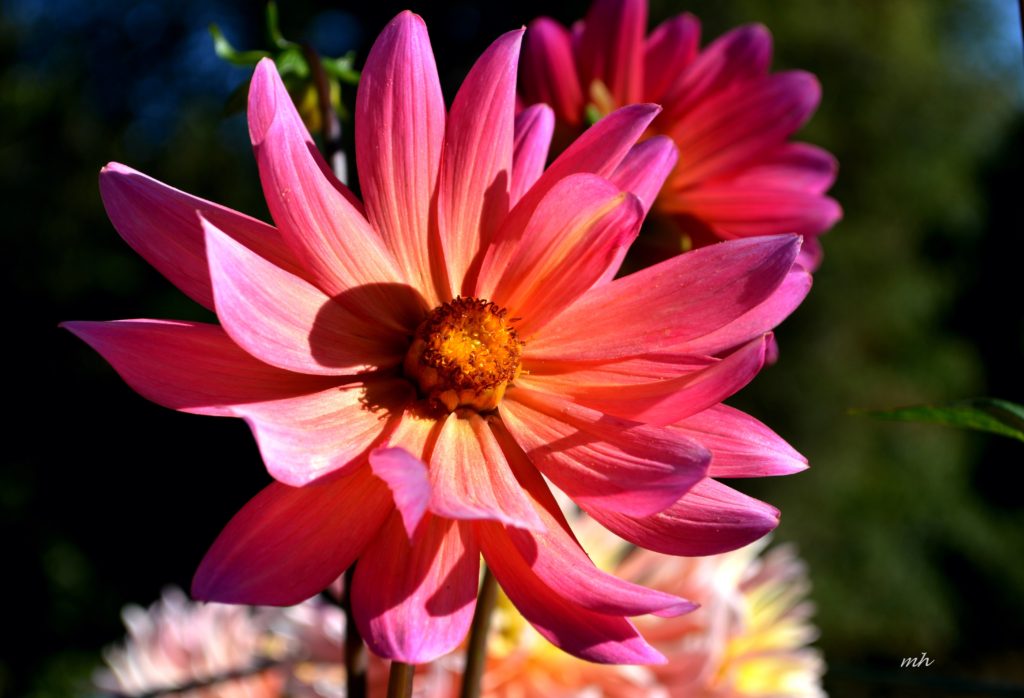 Dahlia 2016 -B-7a