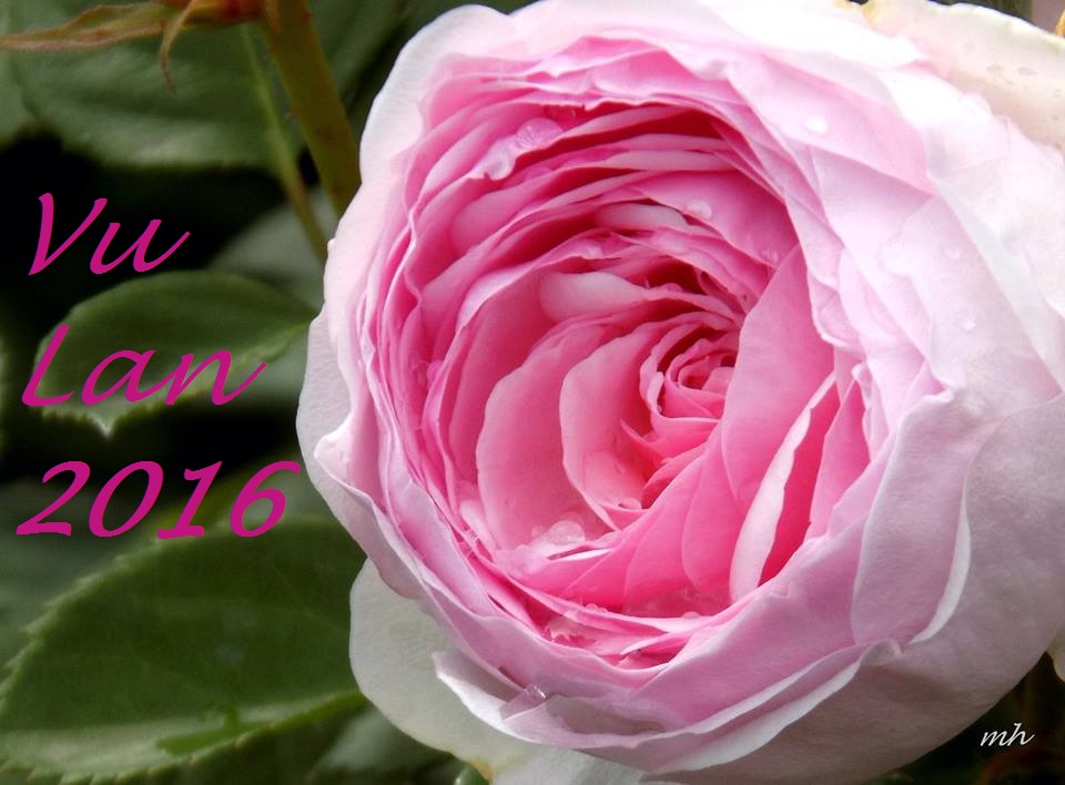 English Garden Rose (1)