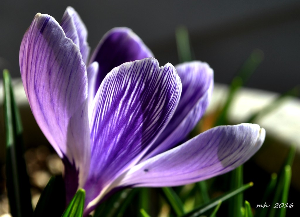 Feb 28 2016 (15)