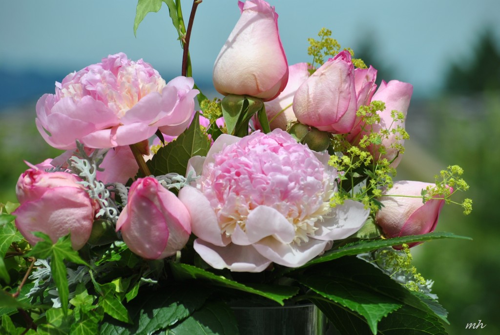 Hoa Mẫu đơn 2014 (3)