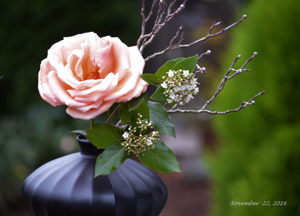 over-moon-rose-nov-8