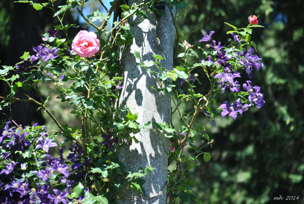 Rose Garden 2014 (66)