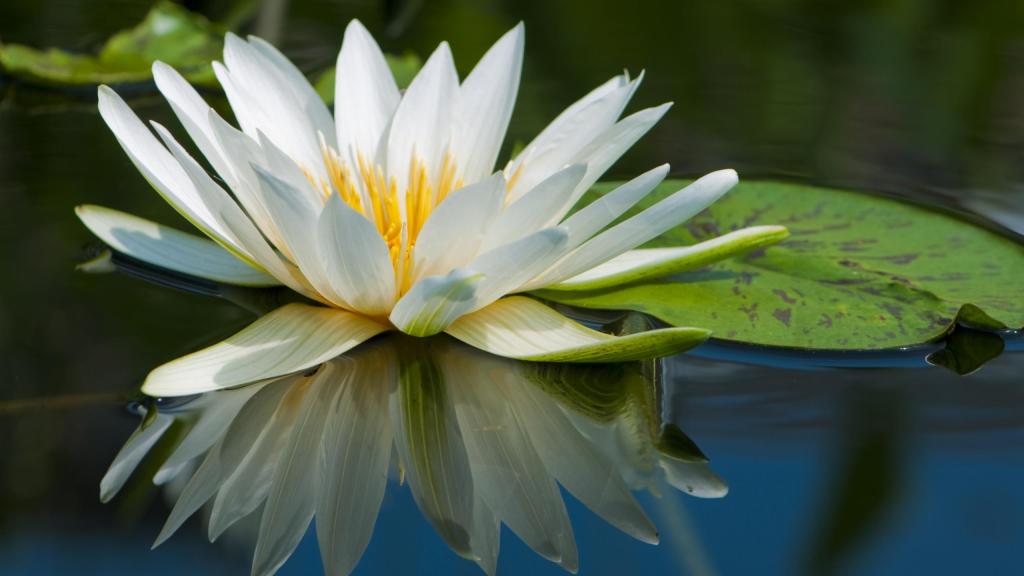 White Water Lily
