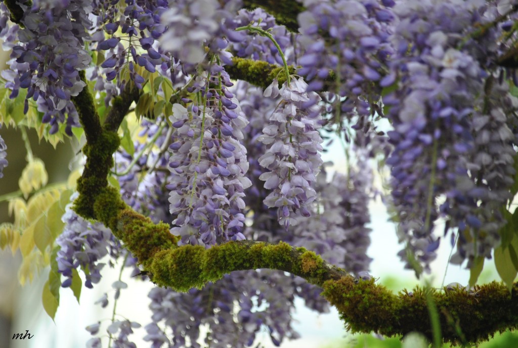 Wisteria tim 2014 (19)