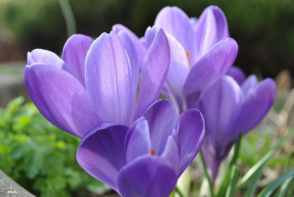 crocus-march-12-2013