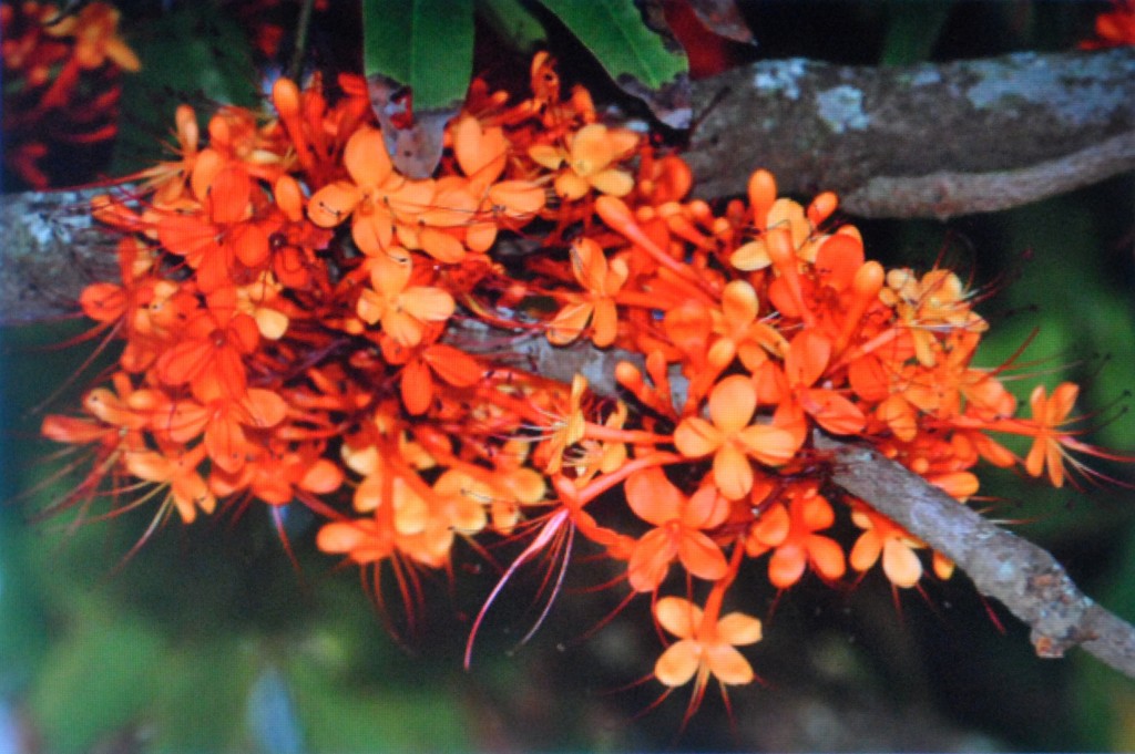 hoa-vo-uu-2013-21