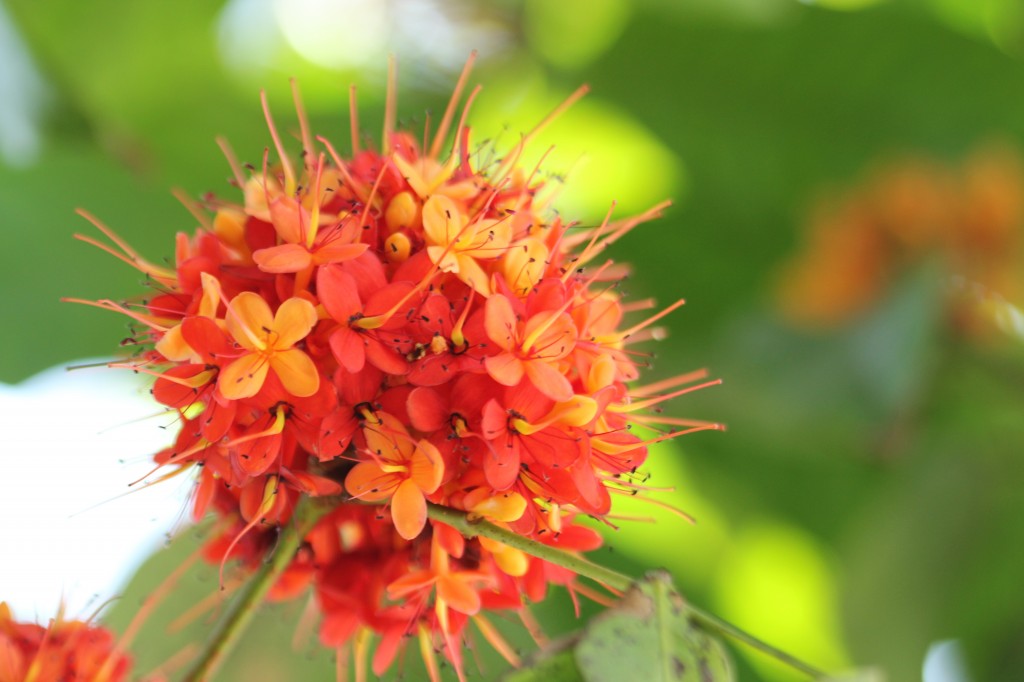 saraca_asoca_1