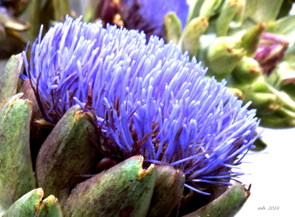 Atiso Flowers -9