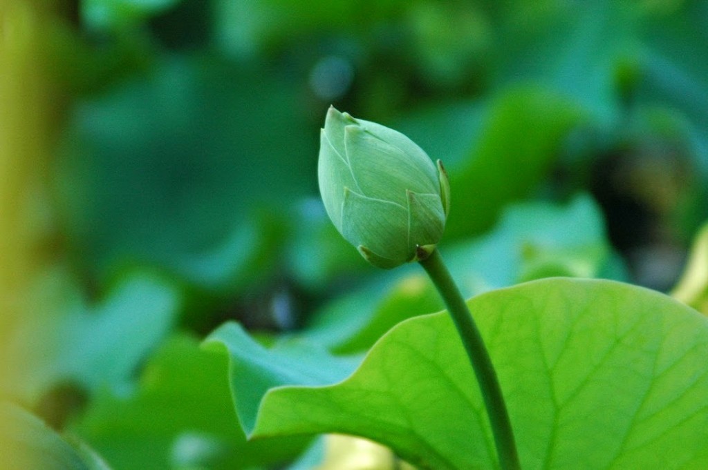 White Lotus at Buu Hung Temple 2014 (6)
