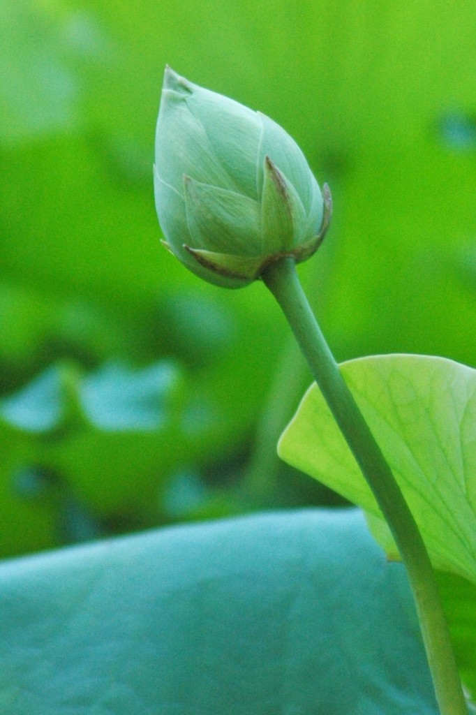 White Lotus at Buu Hung temple 2014 (3)