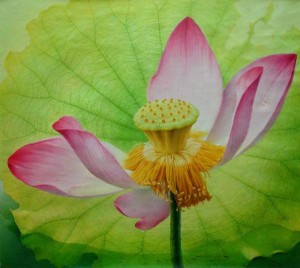 Hoa sen Trong tranh Giang Debin (1)