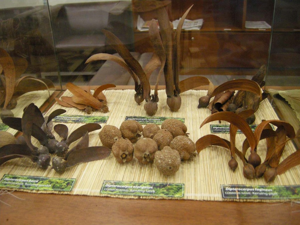 Sala Seeds