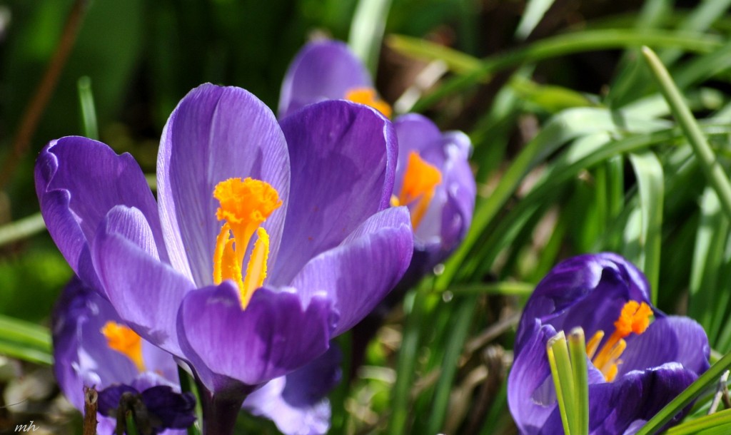 Crocus Feb 28 - 2014 (88)