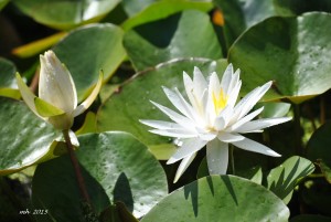Summer, July - 2015 (204)