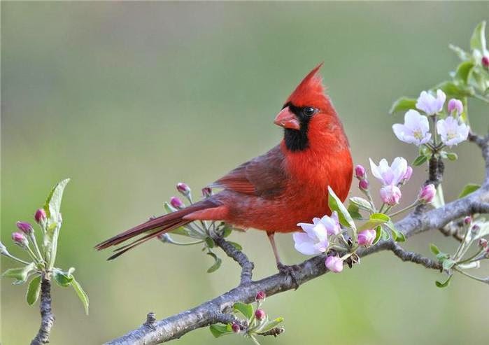 bird and cherry blossoms10