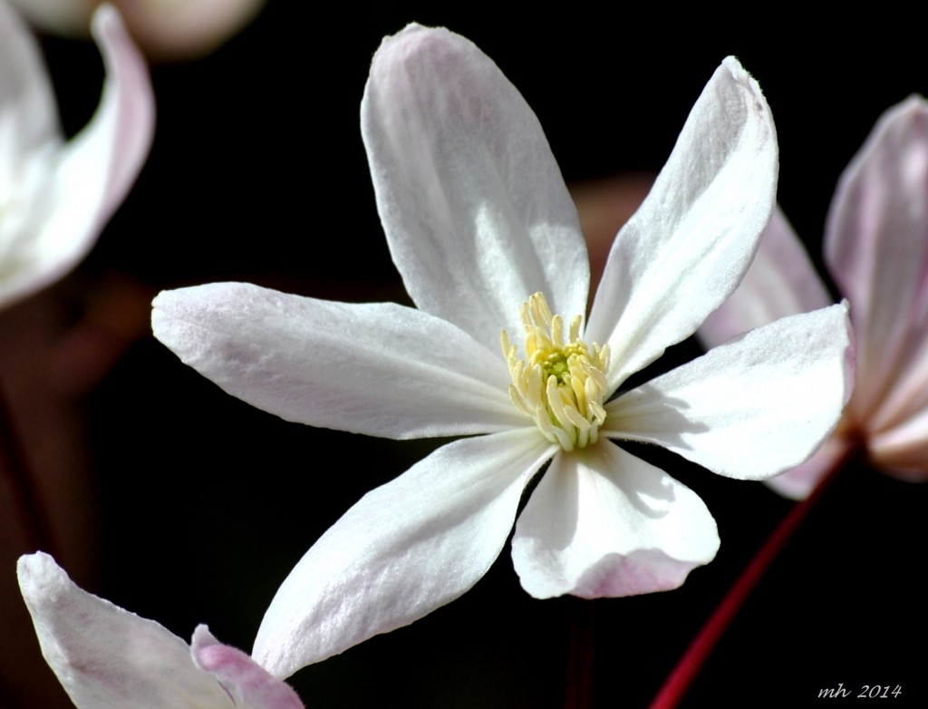 clematis-armandii-appleblosso-2014-1