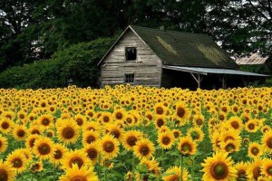 July's Beautiful! (1)