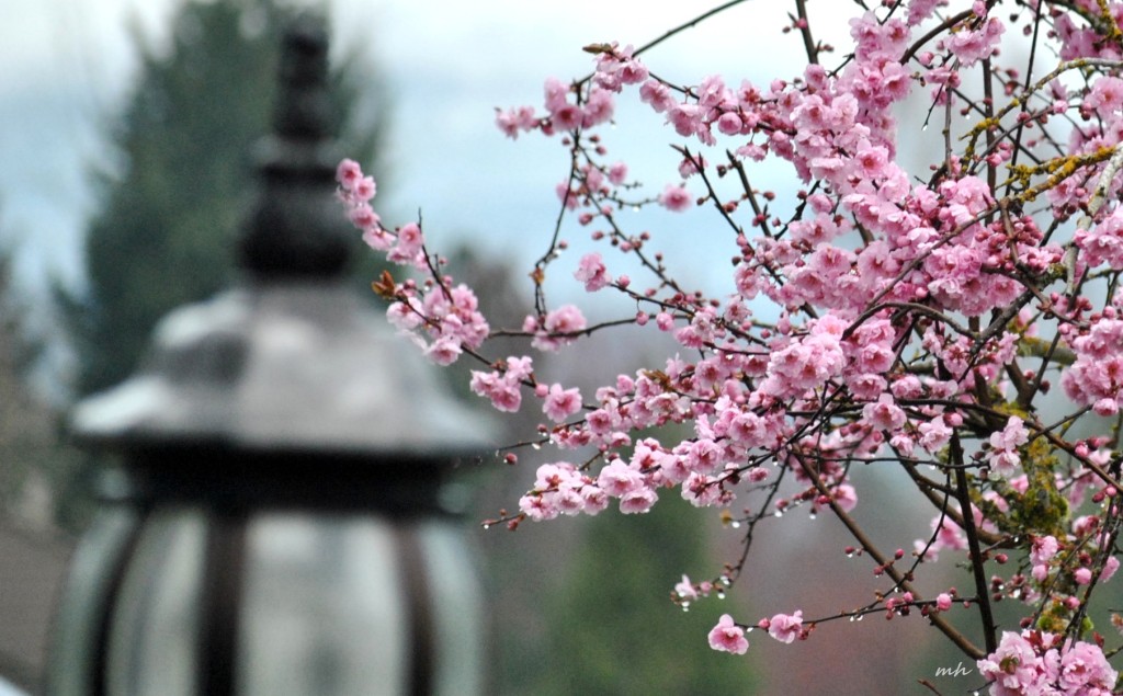 Xuan 2015 (3)