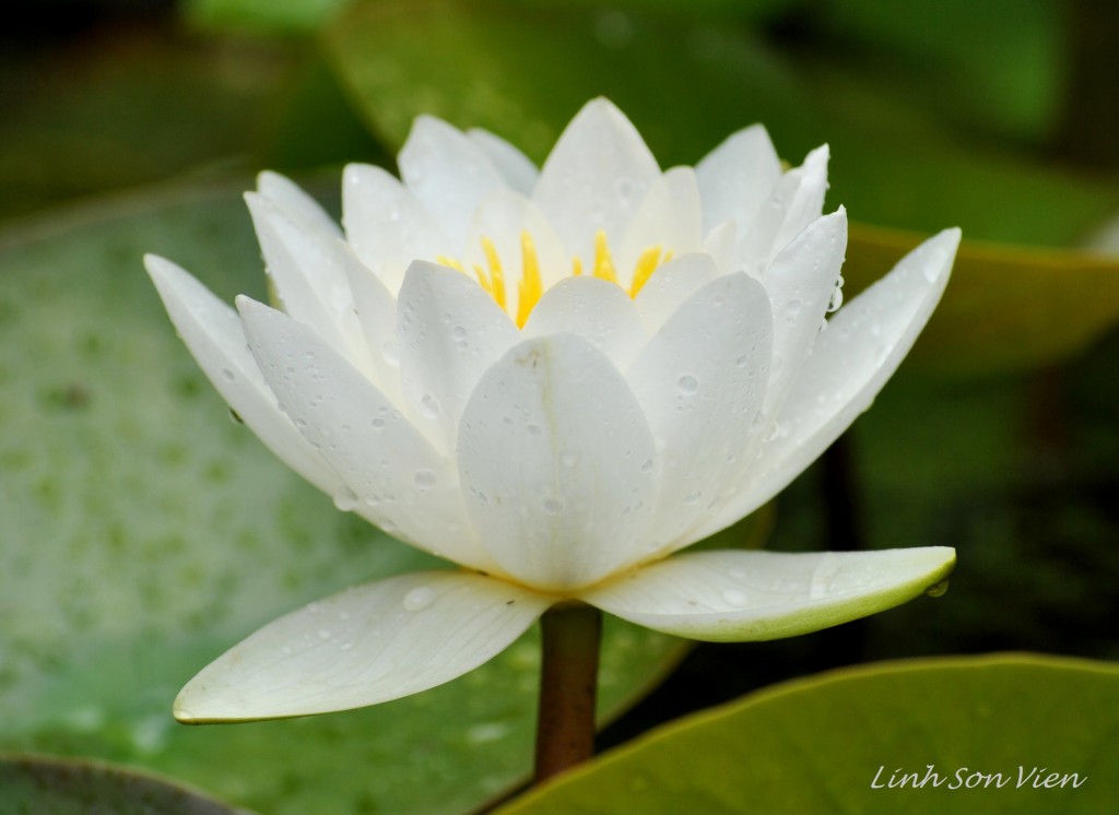 Hoa-súng-June-28-2014-14