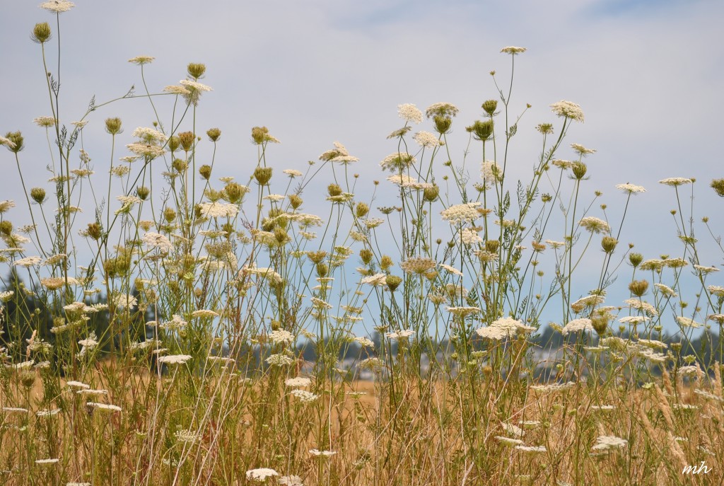Queen Ann Lace 2014