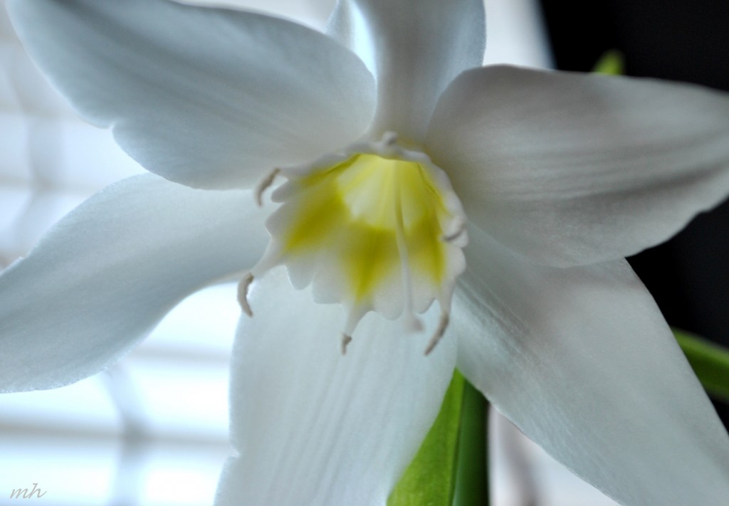 amazon-lily-2014-a-22
