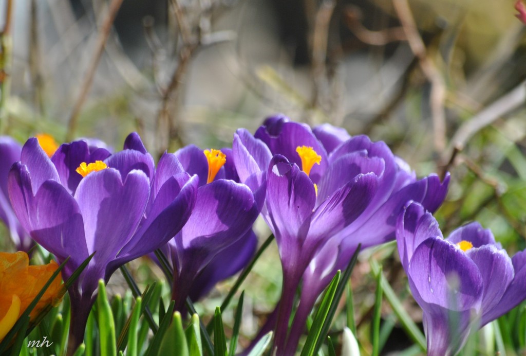Crocus Feb 28 - 2014 (107)