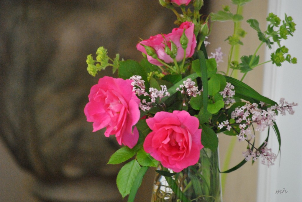 Hoa hong May 21 - 2014 (2)