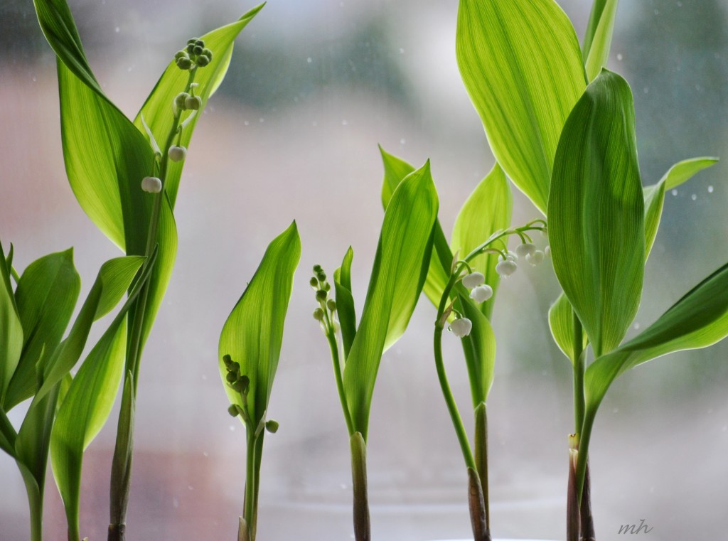 Lily of the valley (2)