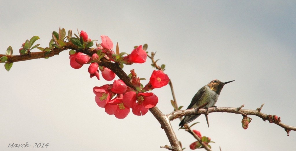 Spring 2014 (11)