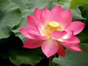 Flower (180)