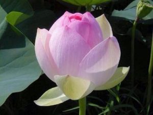 Flower (183)
